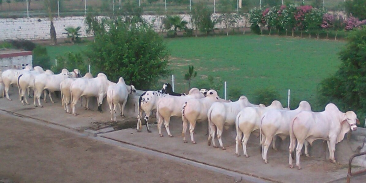 Goat Farming in Pakistan (Information and Guide)